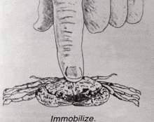 a black and white drawing of a crab with the word immobilize underneath it