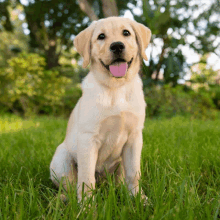 a puppy sitting in the grass with its tongue hanging out