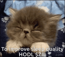 a kitten is sleeping with the words to improve sleep quality hodl $ zil