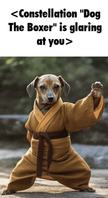 a picture of a dog dressed in a karate outfit