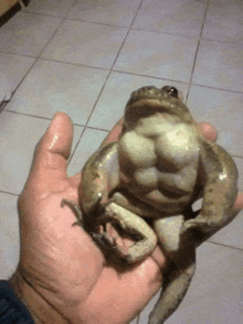 a person is holding a frog with muscles on it 's body