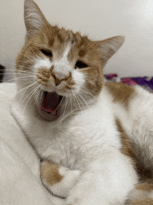 an orange and white cat yawning with its mouth wide open