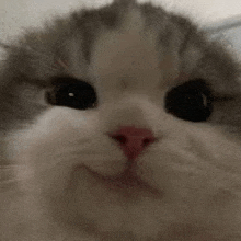 a close up of a cat 's face with a red nose .