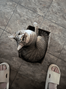 a cat is laying in a box on the floor