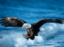 a bald eagle is flying over the ocean with its wings spread