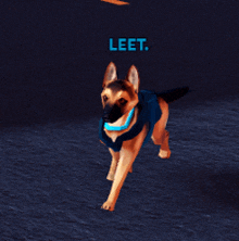 a german shepherd wearing a blue collar with leet written on the top