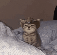 a kitten wearing a cowboy hat sitting on a bed