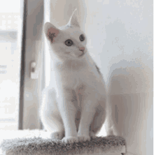 a white cat is sitting on a shelf and looking at the camera .