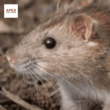 a close up of a rat with an apex pest control logo