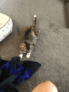 a calico cat laying on the floor next to a blanket