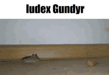 a mouse is crawling on a wooden floor under a sign that says luddex gundyr