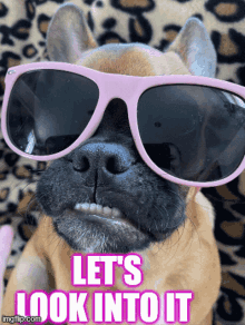 a dog wearing pink sunglasses with the words let 's look into it above it