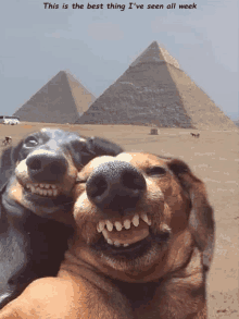 two dogs are posing for a picture in front of a pyramid with the caption this is the best thing i 've seen all week