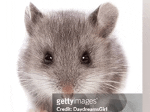 a close up of a mouse with the words gettyimages credited