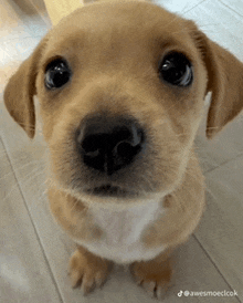 a close up of a puppy looking up at the camera with the words awesomeclock below it