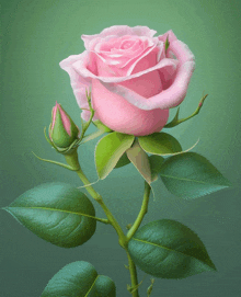 a pink rose with green leaves and a bud