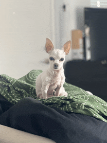 a small white chihuahua laying on a green blanket