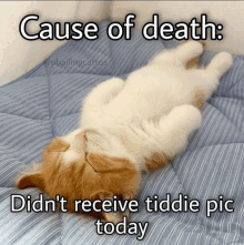 a kitten is laying on its back on a bed with the caption cause of death didn 't receive tiddie pic today