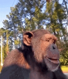 a chimpanzee is walking down a street with trees in the background