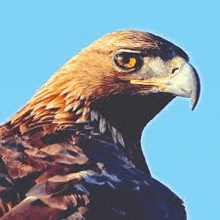 a close up of a golden eagle against a blue sky .