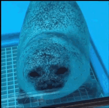 a seal is looking at the camera through a glass door in a pool .