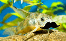 a fish with a mustache is sitting on a rock in the water .