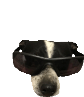 a close up of a dog wearing sunglasses on its face