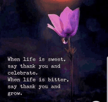 a purple flower with a quote on it that says when life is sweet say thank you and celebrate .