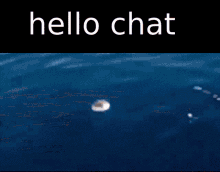 a picture of a fish in the ocean with the words hello chat written above it