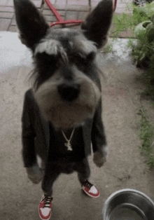 a dog wearing a suit and a necklace with a rabbit on it