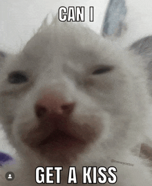 a close up of a cat 's face with a caption that says can i get a kiss