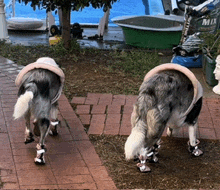 two dogs wearing boots are walking on a brick walkway