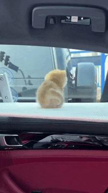 a kitten sitting on the dashboard of a car