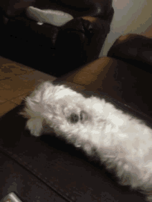 a small white dog is laying on a couch