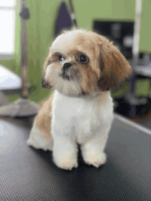 a small brown and white shih tzu dog is sitting on a table looking at the camera .