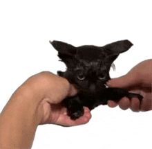 a person is holding a black dog in their hands .