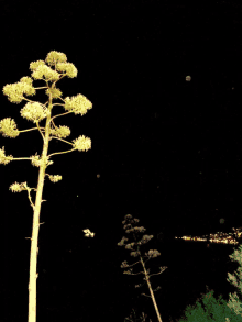 a tree with lots of flowers against a black sky