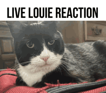 a black and white cat laying on a red blanket with the words live louie reaction above it