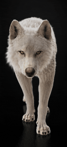 a white wolf is standing on a black surface and looking at the camera