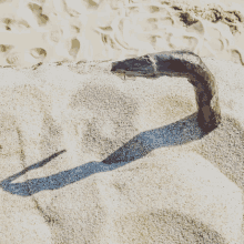 a shadow of a snake is cast on the sand