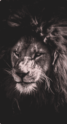 a close up of a lion with its eyes closed