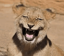 a close up of a lion cub laughing with its mouth wide open .