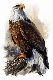 a bald eagle is perched on a tree branch with the words fine art ukraine written on the bottom