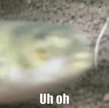 a close up of a frog 's face with the words `` uh oh '' written on it .