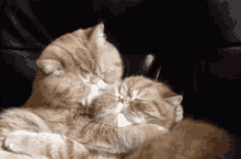 two cats are hugging each other on a couch with their eyes closed