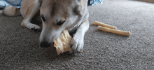 a dog chews on a piece of bread on the floor