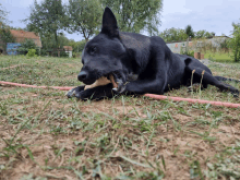 a black dog chewing on a bone in a field