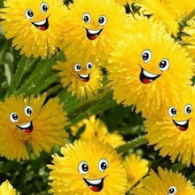 a bunch of yellow dandelions with smiley faces painted on them .