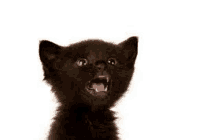 a black kitten with its mouth open is looking up at the camera .