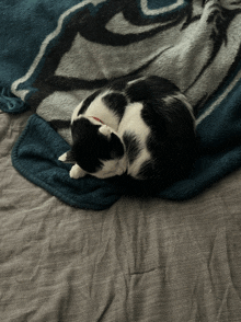 a black and white cat sleeping on a blanket